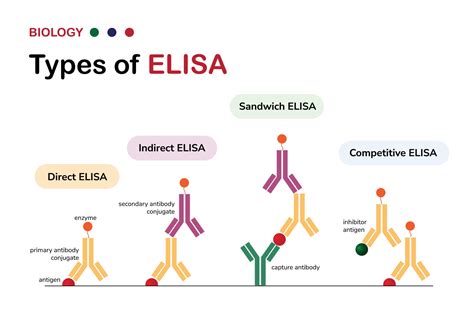 Elisa .